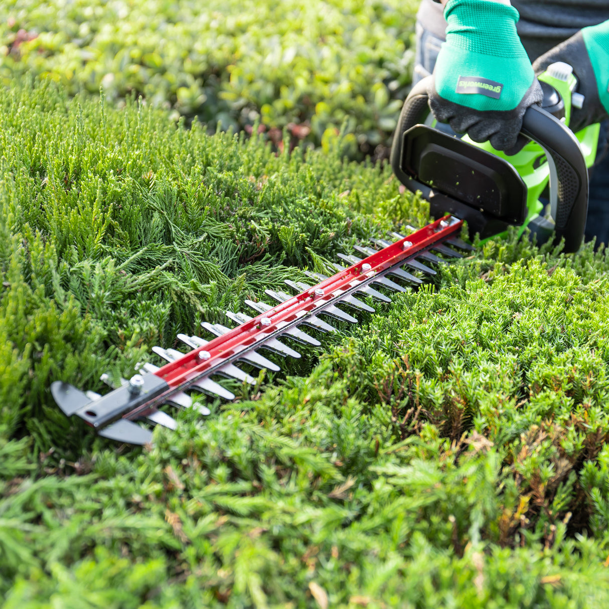 POWERALL 24V Taille-haie 61cm - Sans batterie